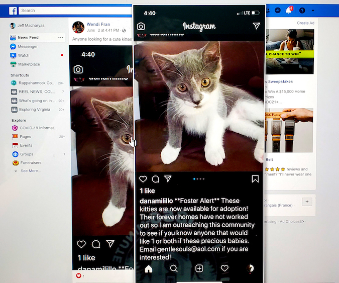 HoverZoom+ enlarged image Zoomed-in image of a kitten from Facebook