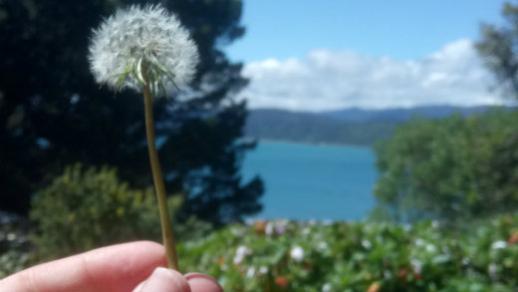 Dandelion held out over water 蒲公英般浮于水面