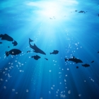 铜豌豆:给中文 Debian 社区的礼物